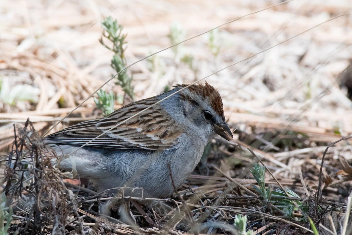 Chipping Sparrow - ML456813291