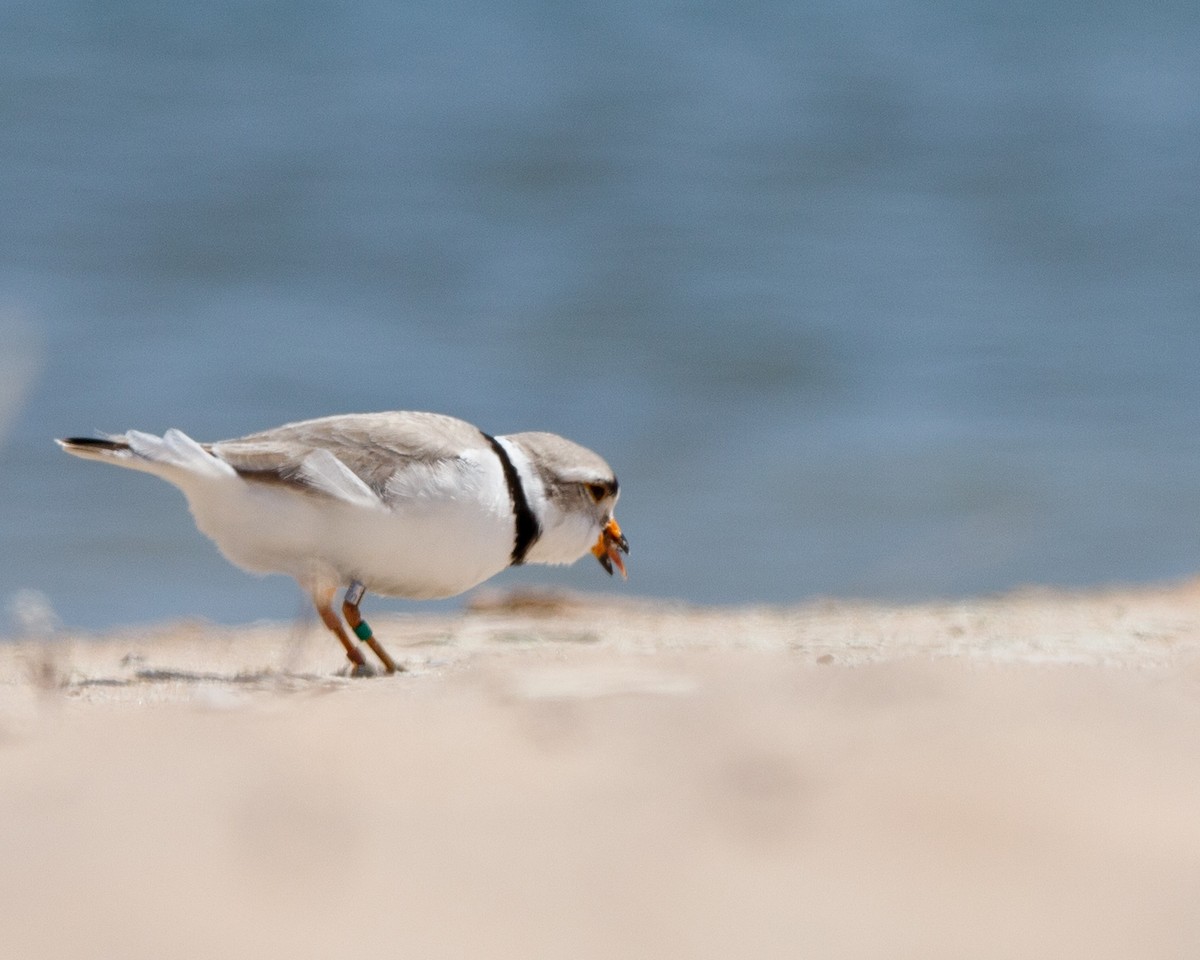 Piping Plover - ML456813591