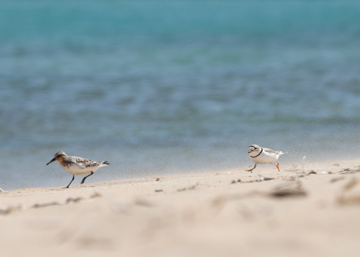 Piping Plover - ML456813601