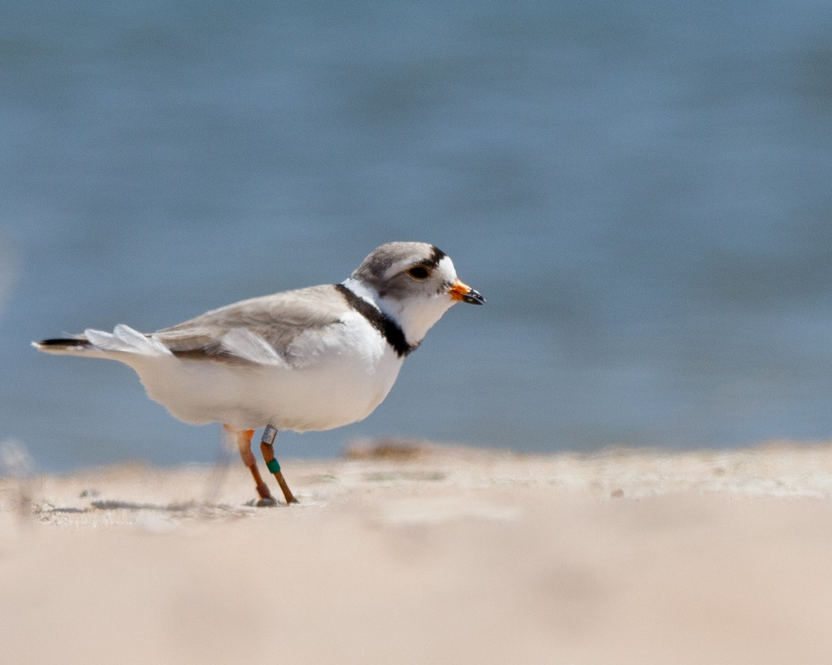 Piping Plover - ML456813751