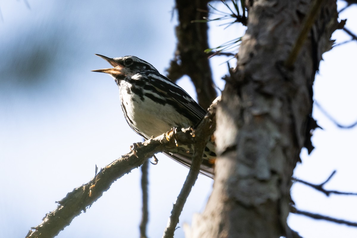 Black-and-white Warbler - ML456814191