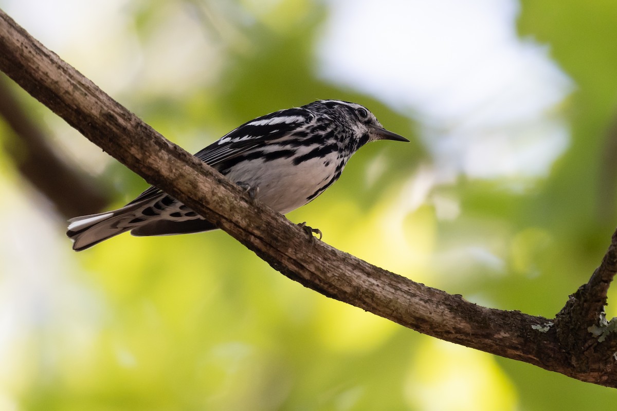 Black-and-white Warbler - ML456814211