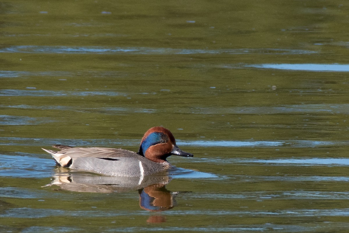 Green-winged Teal - ML456815011