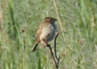 Henslow's Sparrow - ML456816001