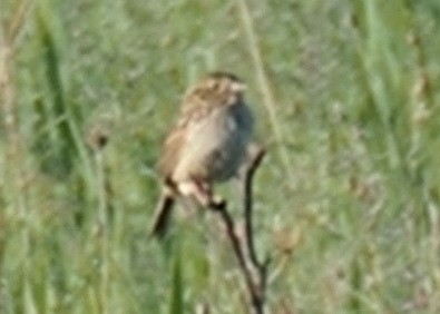 Henslow's Sparrow - ML456816011