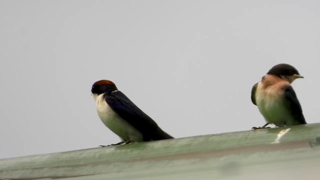 Wire-tailed Swallow - ML456818961