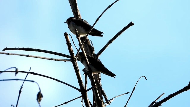 Wire-tailed Swallow - ML456818971