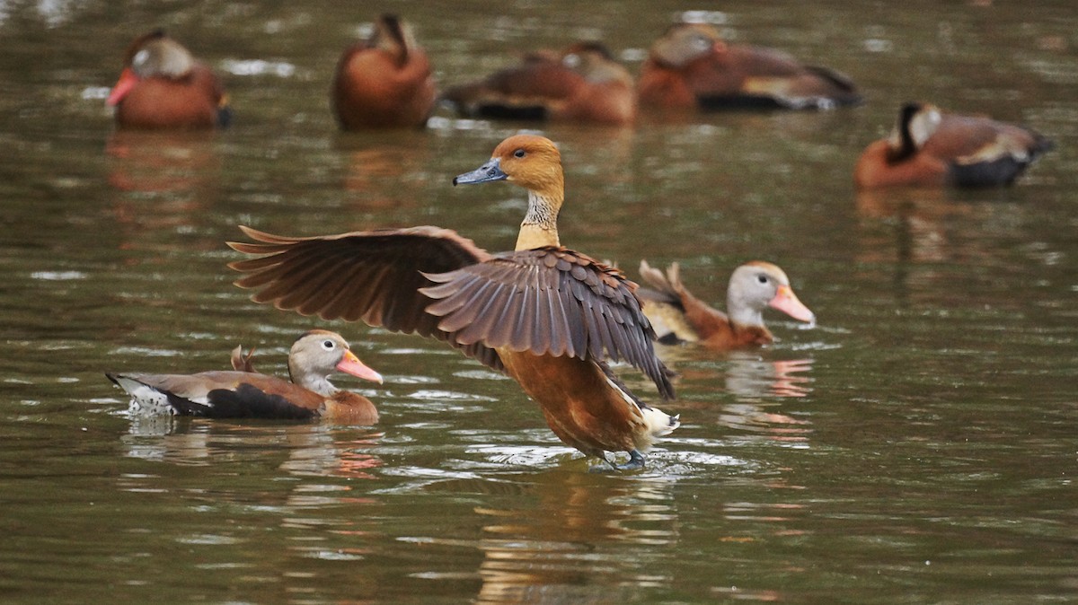 Fulvous Whistling-Duck - Bryan White