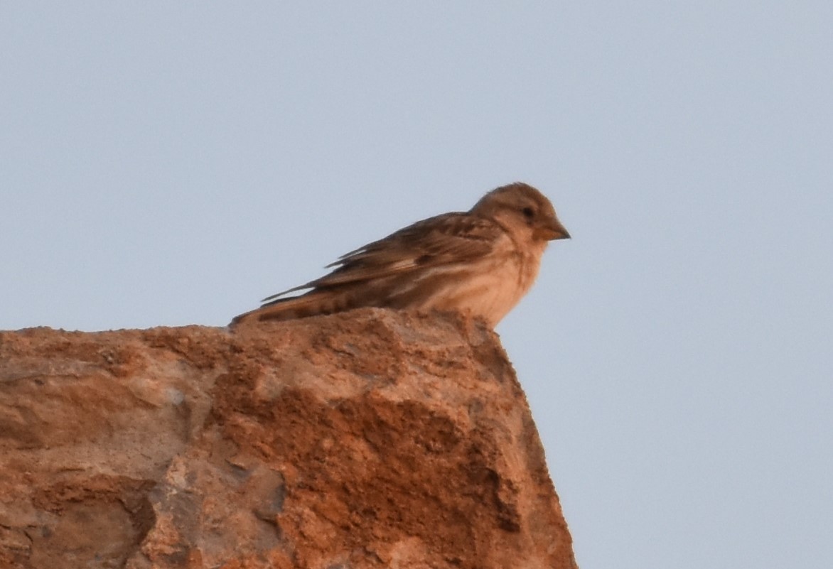 Rock Sparrow - ML456829791