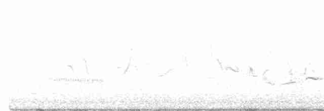 tanımsız iri sukılavuzu (Rallus sp.) - ML456837601