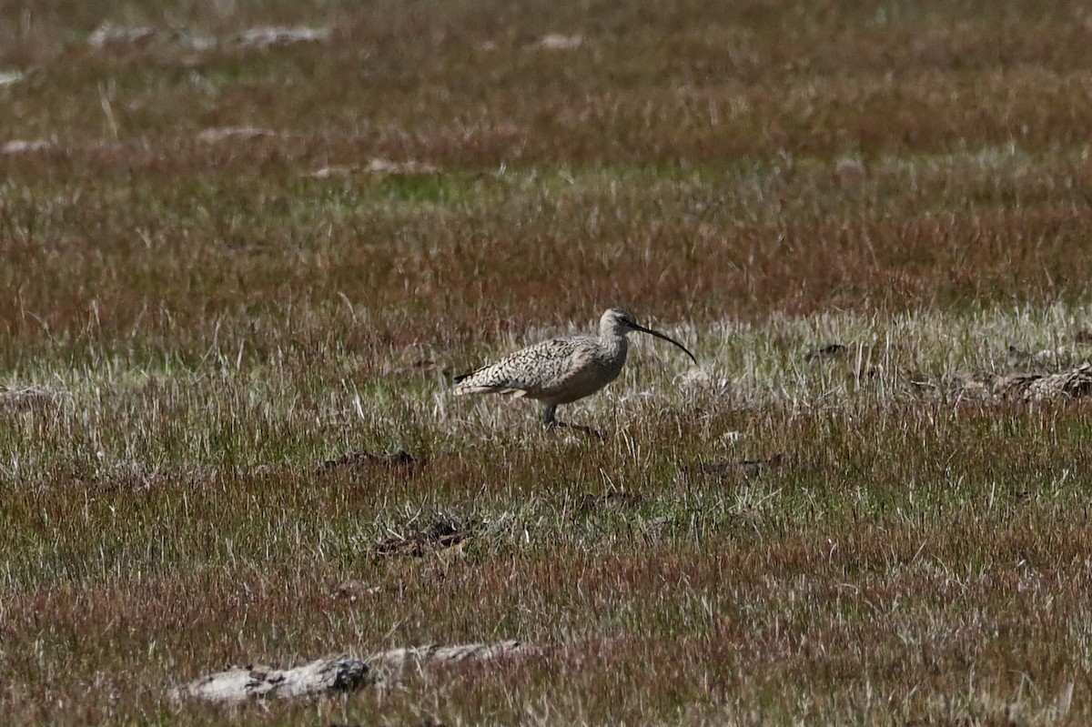 Long-billed Curlew - ML456844361