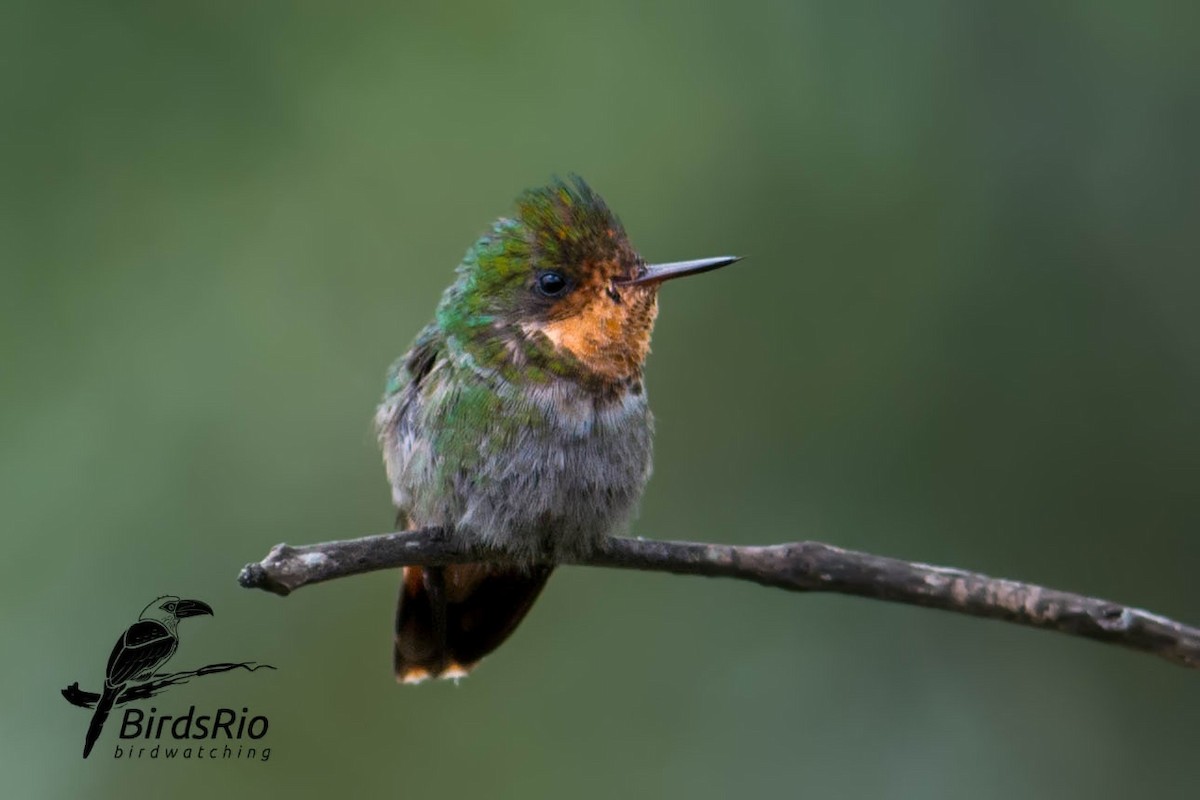 Frilled Coquette - ML45684671