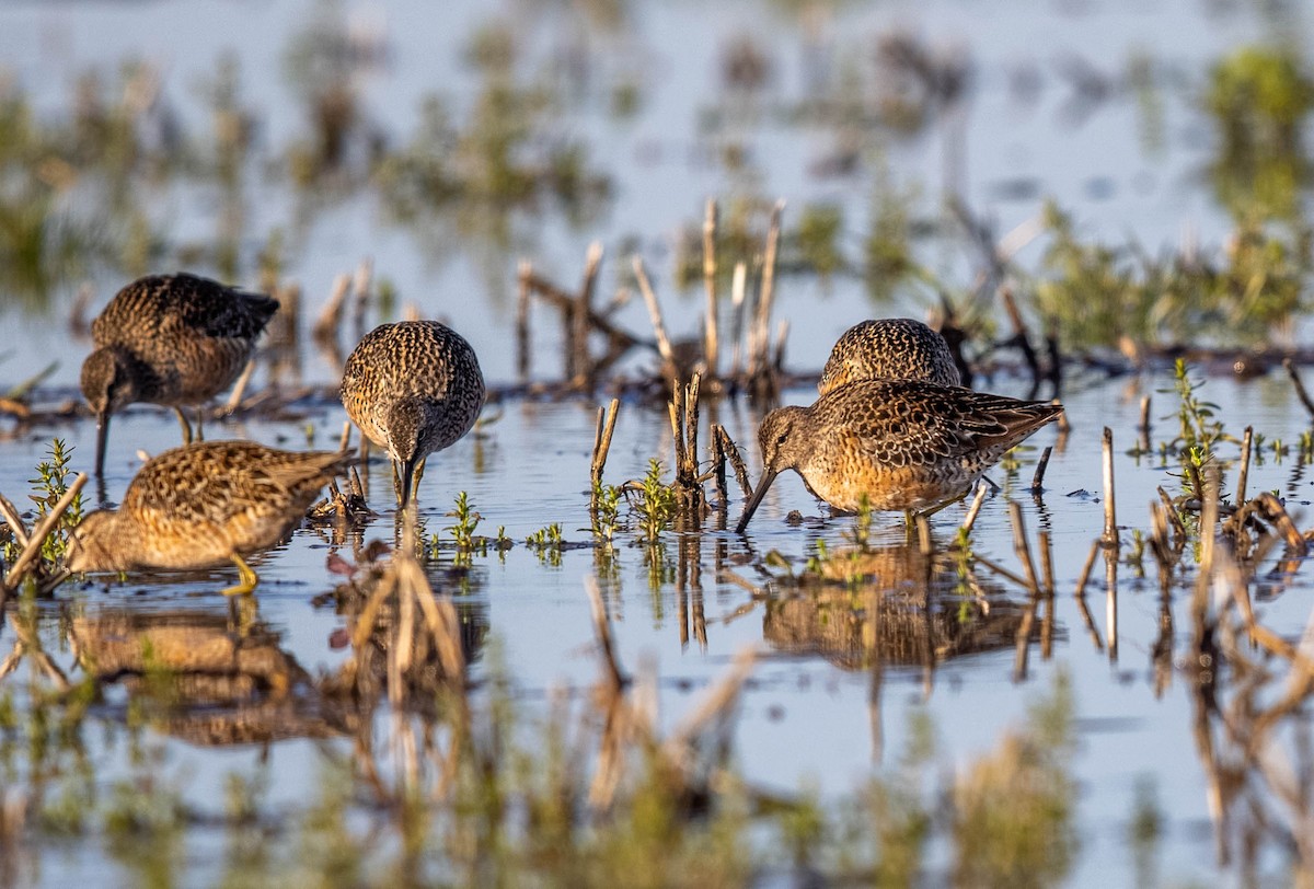 Long-billed Dowitcher - ML456848051