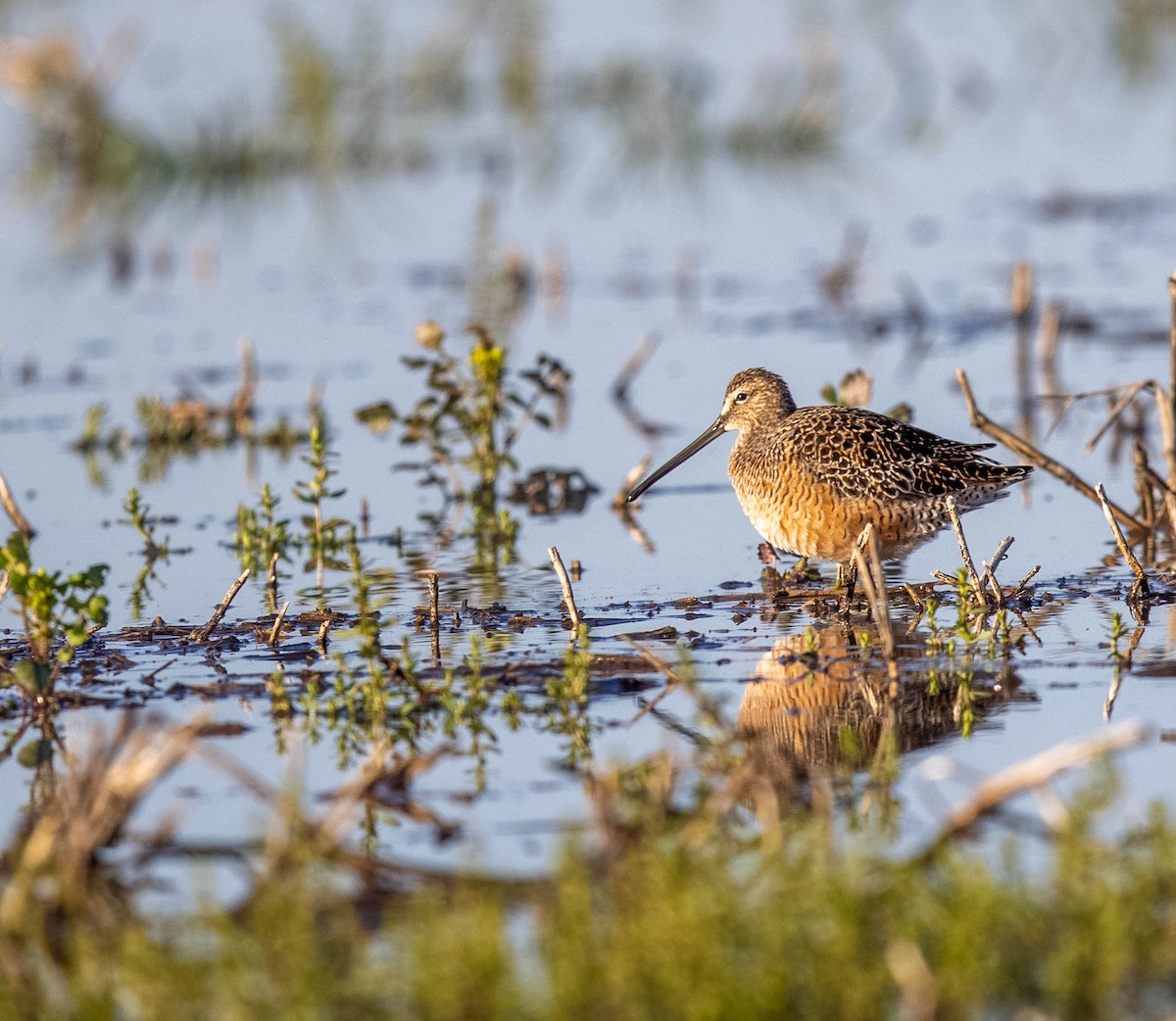 Long-billed Dowitcher - ML456848081
