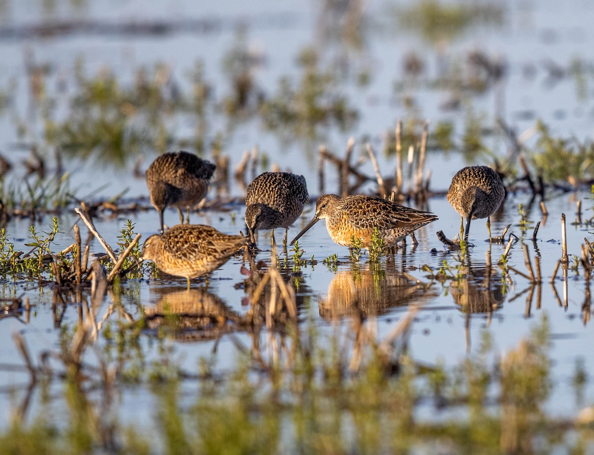Long-billed Dowitcher - ML456848151