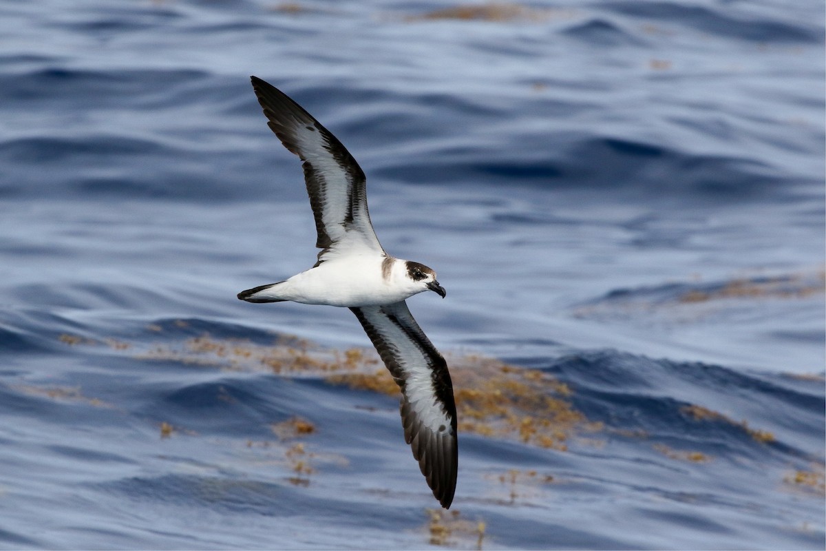 Black-capped Petrel - Victor Stoll