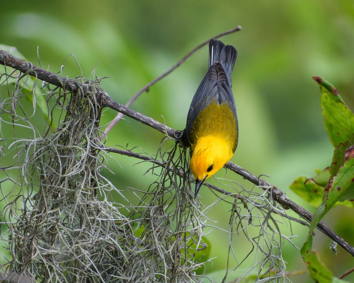 Prothonotary Warbler - Eric Link