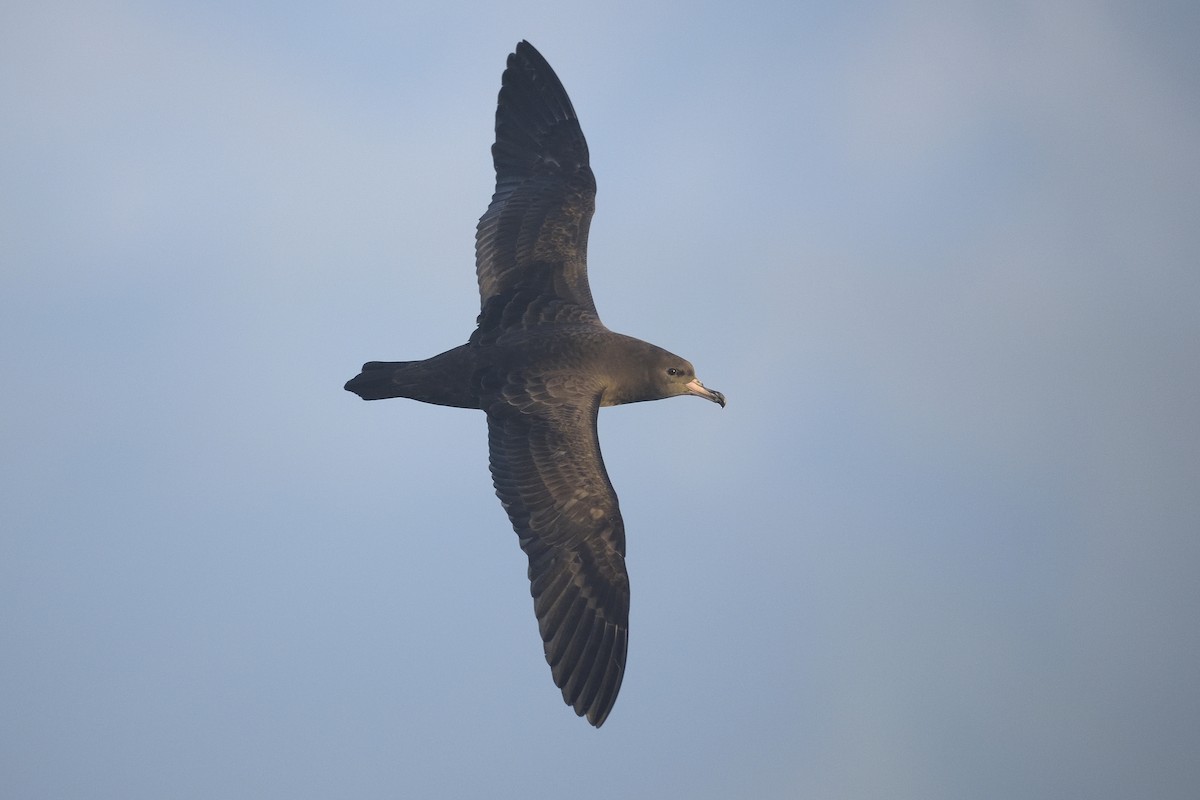 Flesh-footed Shearwater - ML456862151