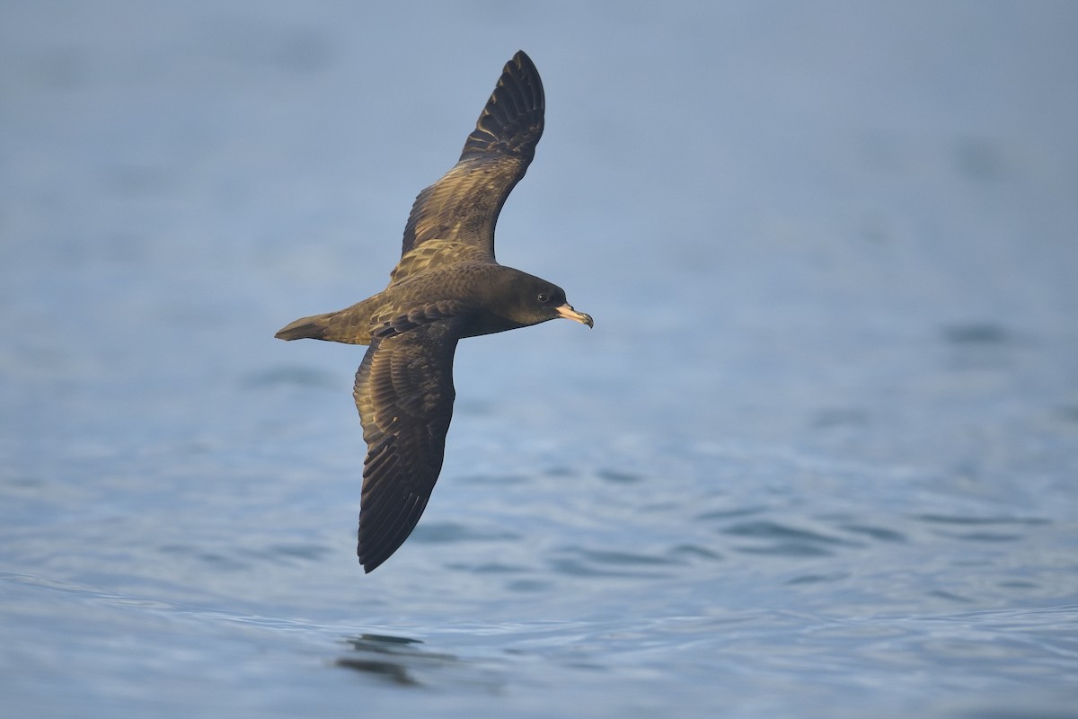 Flesh-footed Shearwater - ML456864481