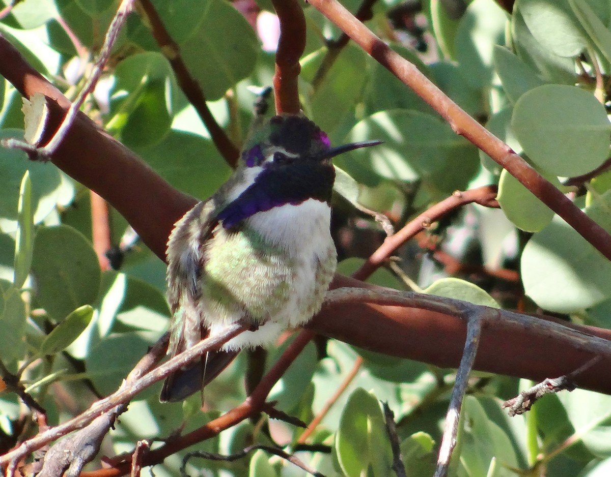Costa's Hummingbird - ML45686731