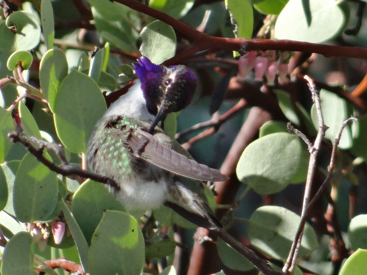 Costa's Hummingbird - ML45686861
