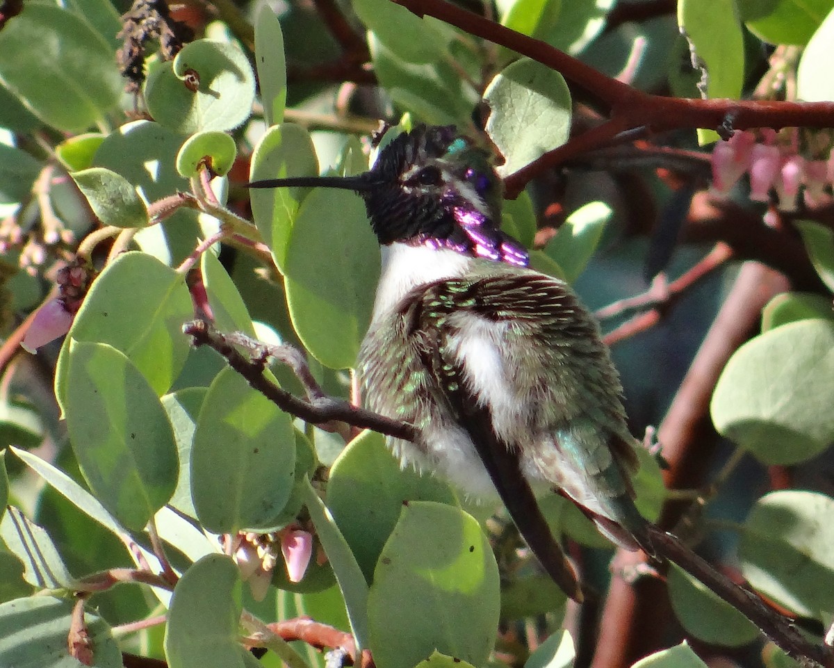 Costa's Hummingbird - ML45687091