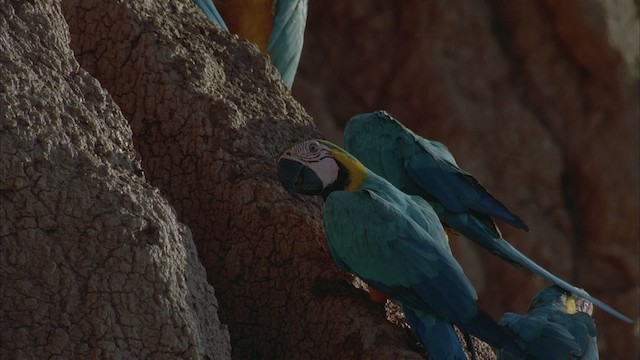 Blue-and-yellow Macaw - ML456871