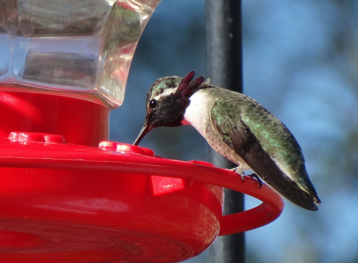 Costa's Hummingbird - ML45687241