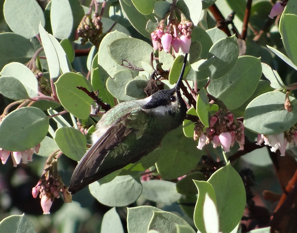 Costa's Hummingbird - ML45687431