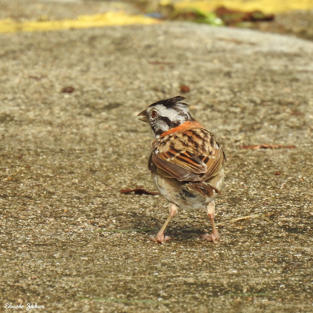 Rufous-collared Sparrow - ML456874691