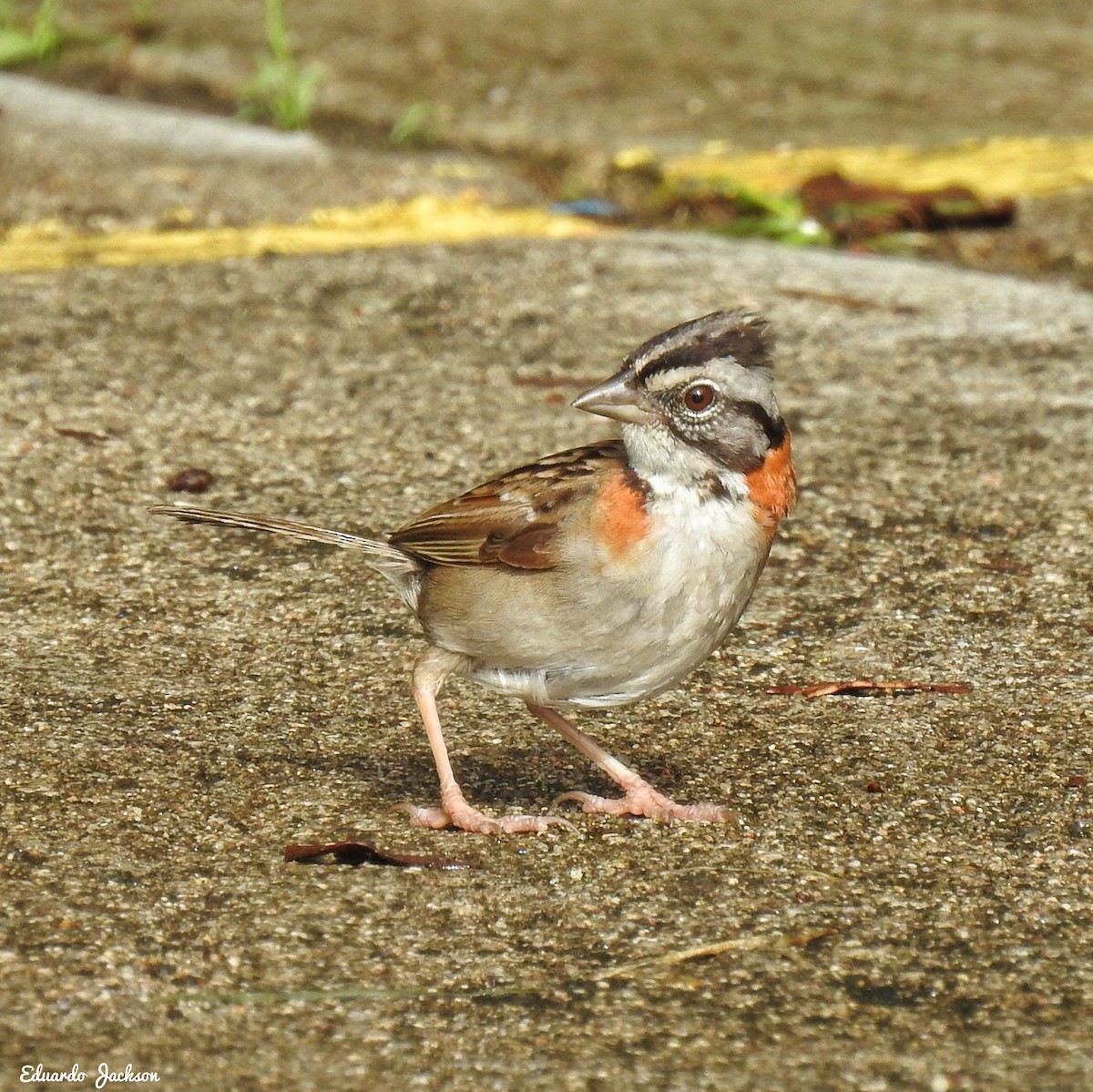 Rufous-collared Sparrow - ML456874721