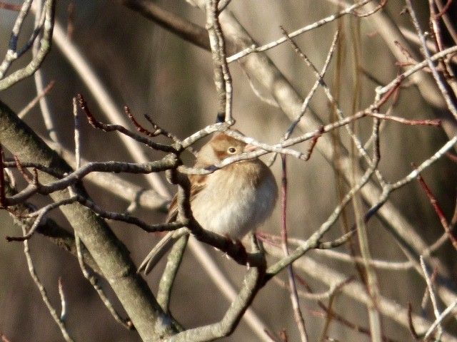 Field Sparrow - ML45687651