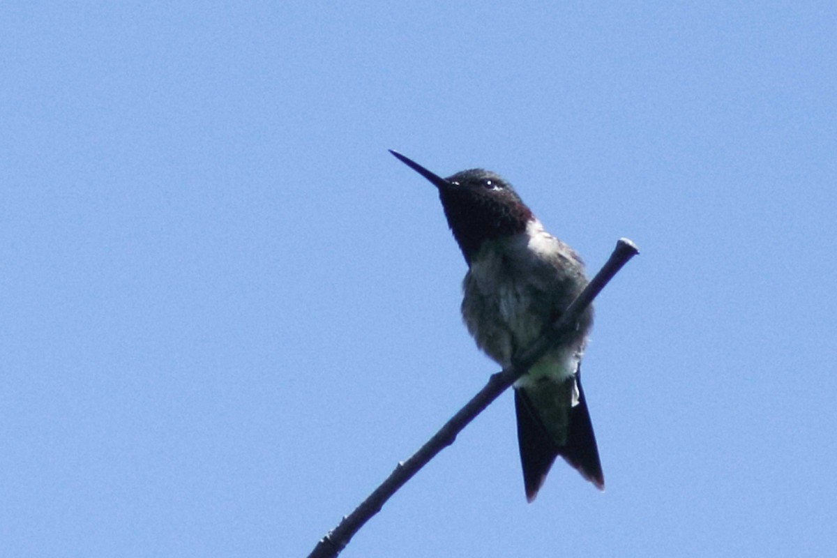 Ruby-throated Hummingbird - ML456897181