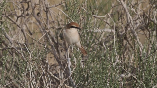 Red-tailed Shrike - ML456902901