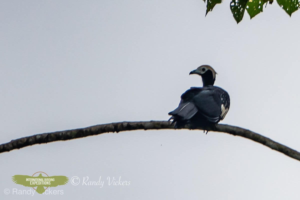 Blue-throated Piping-Guan - ML456907311