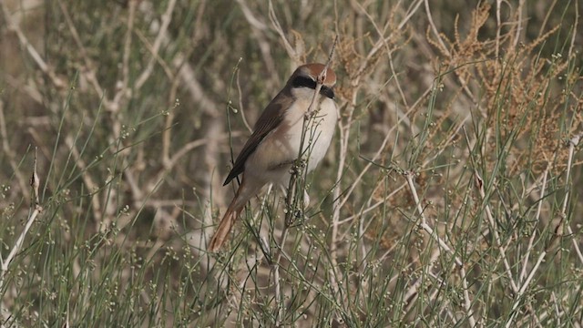 Red-tailed Shrike - ML456907751