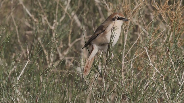 Red-tailed Shrike - ML456907871