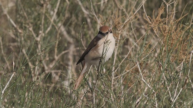 Red-tailed Shrike - ML456907921