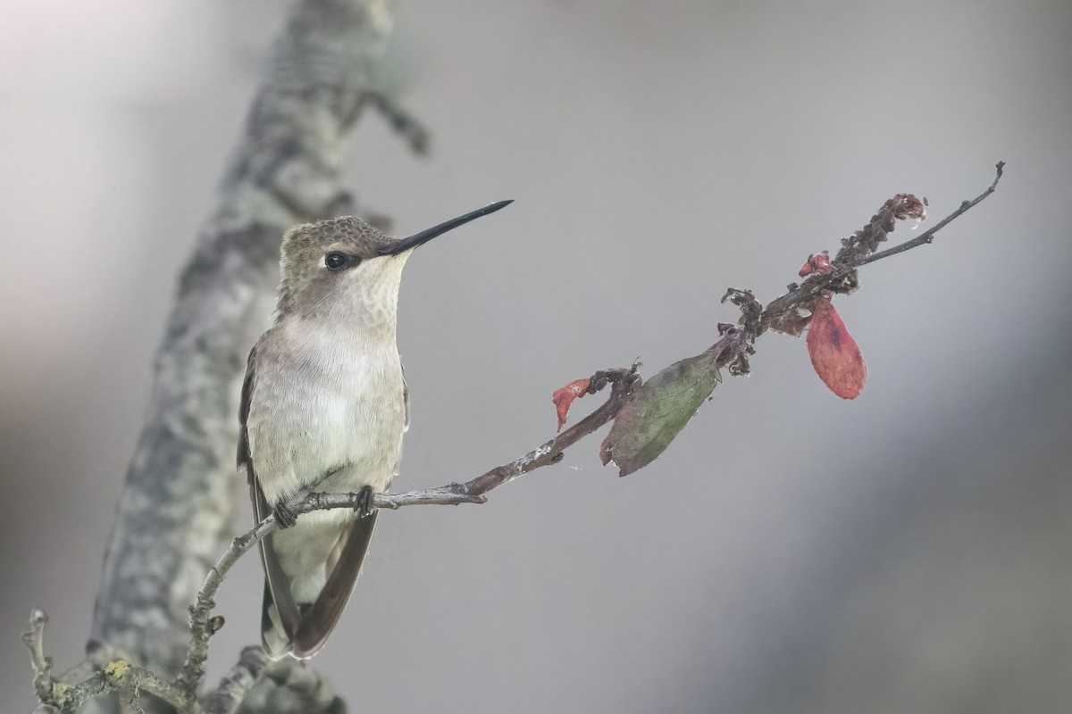Black-chinned Hummingbird - Tanner Martin