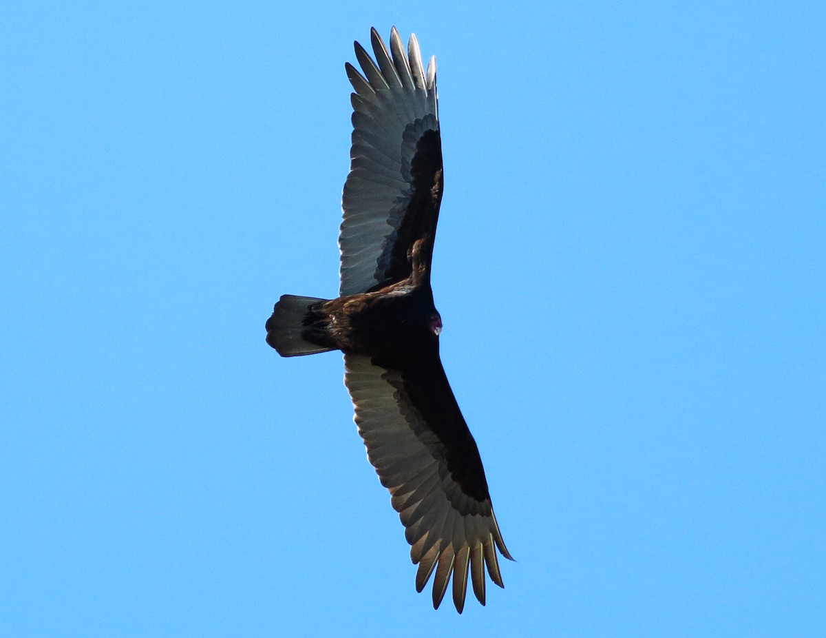 Turkey Vulture - ML45691111