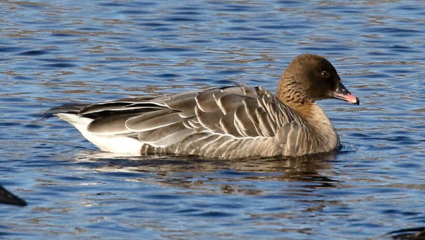 Pink-footed Goose - ML45691241