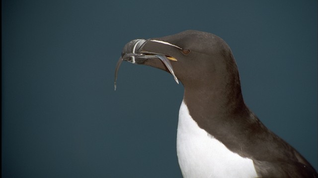  - Razorbill