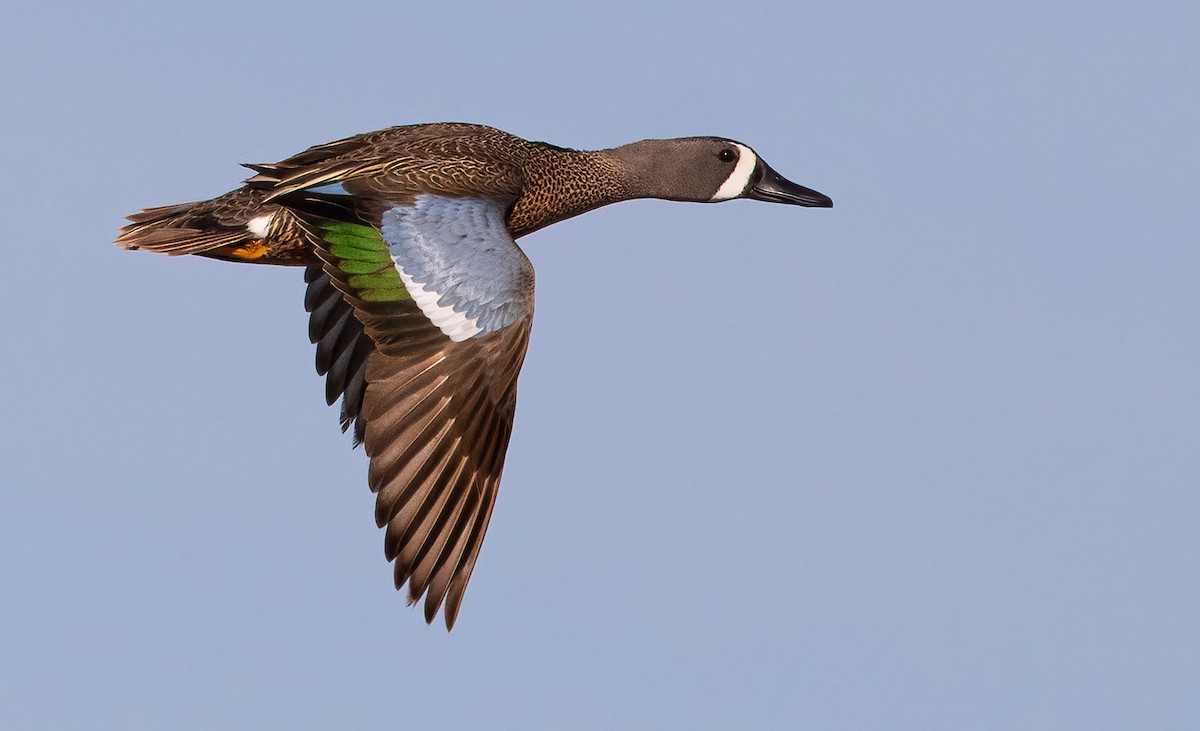 Blue-winged Teal - ML456921541