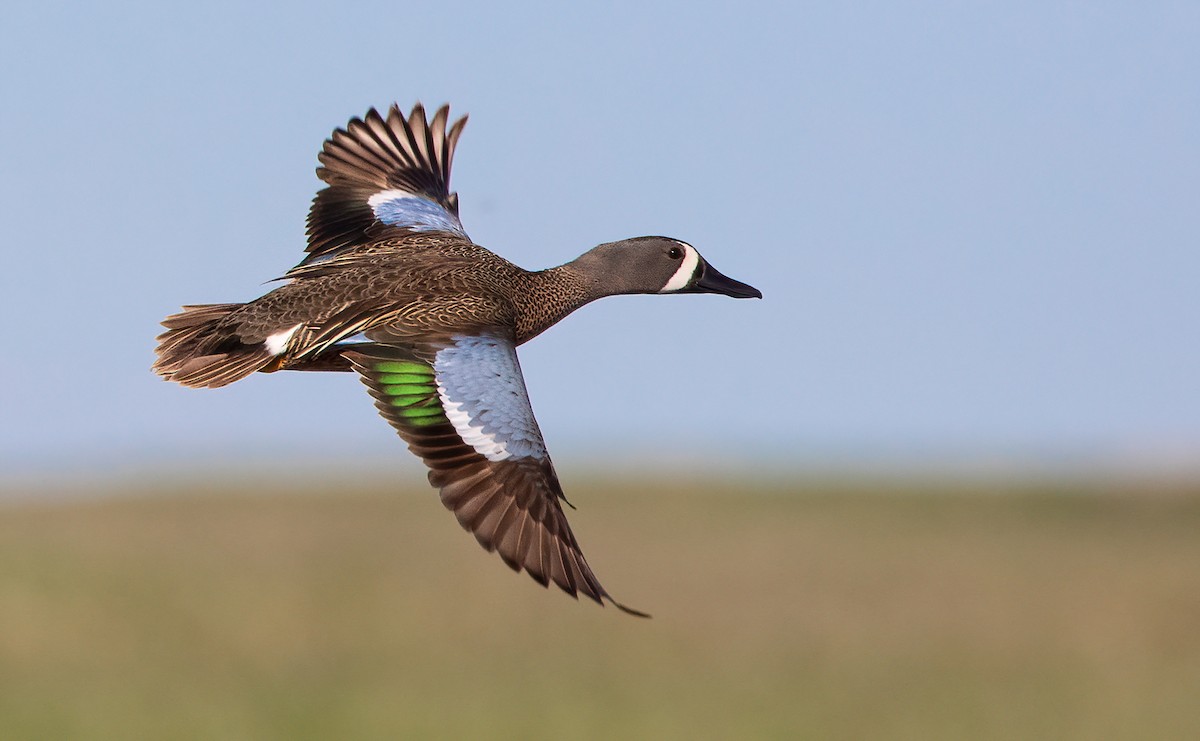 Blue-winged Teal - ML456921561