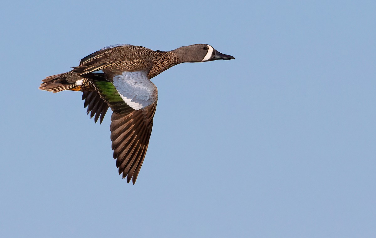 Blue-winged Teal - ML456921571