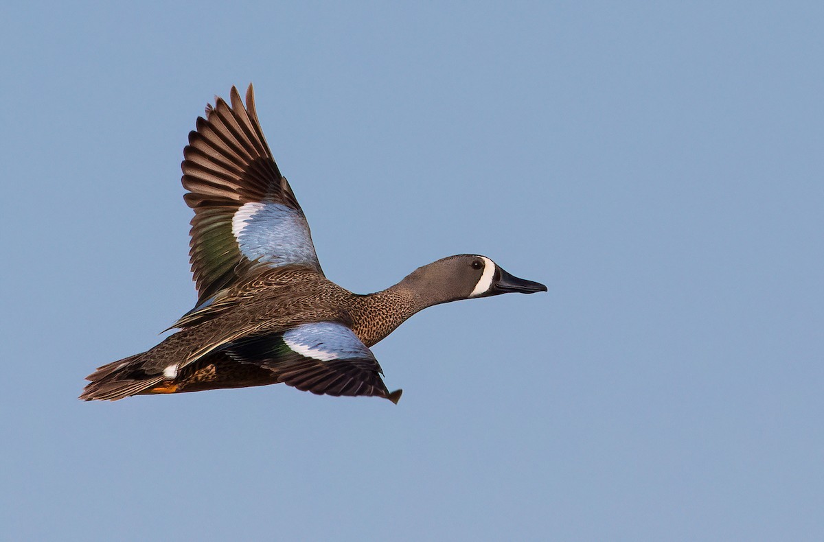 Blue-winged Teal - ML456921591