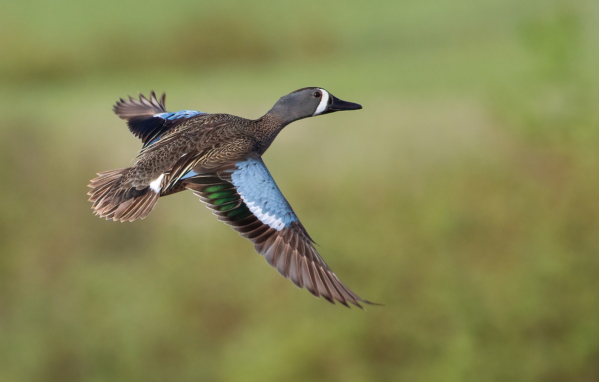 Blue-winged Teal - ML456921601