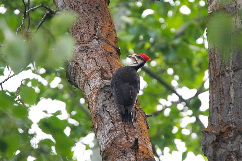 Pileated Woodpecker - ML456924171