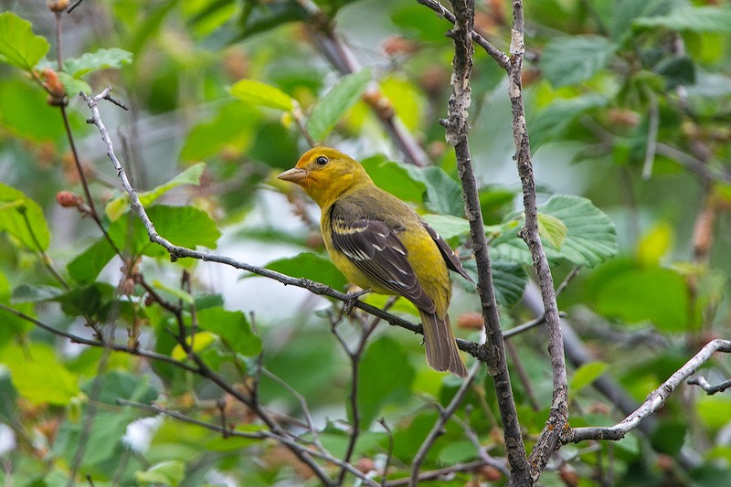 Western Tanager - ML456924761