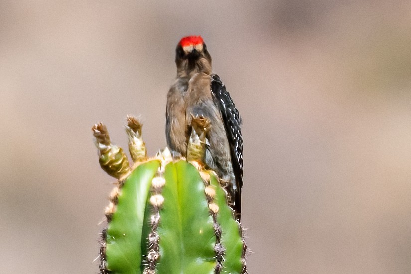 Gray-breasted Woodpecker - ML456927861